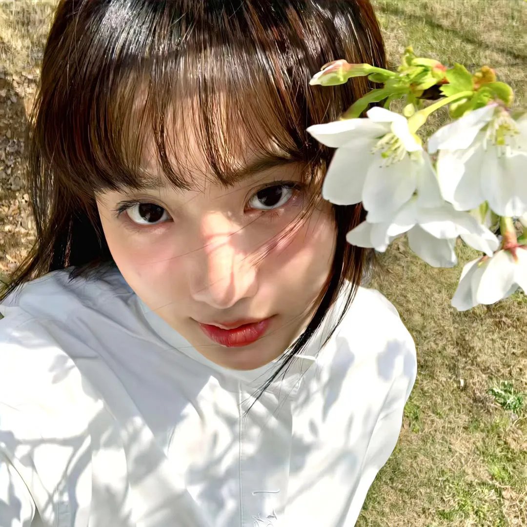 米德威奇布谷鸟